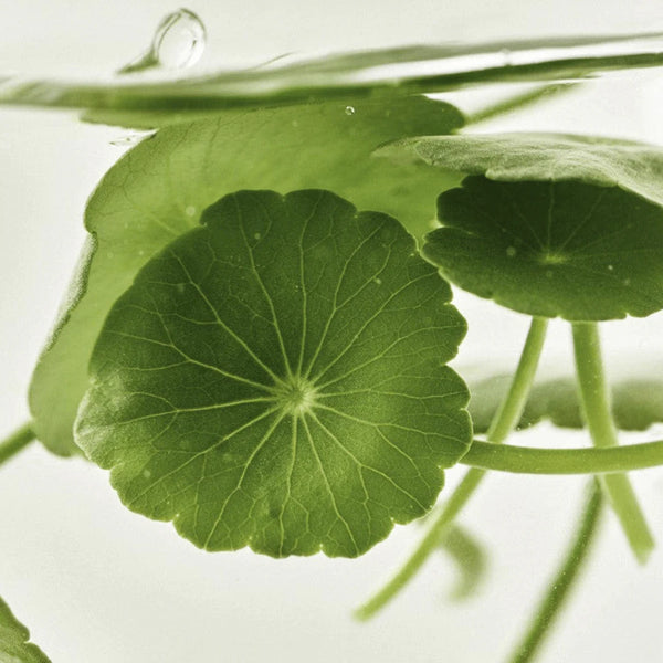 Beauty of Joseon - Light On Serum Centella + Vita C 30ml